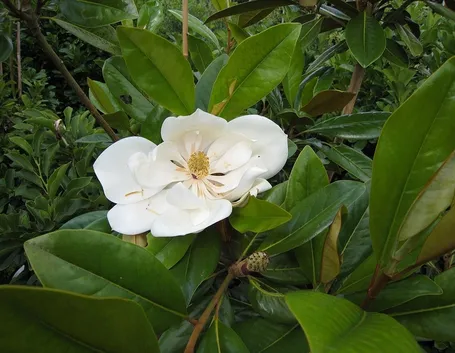 Magnolia gradiflora sempreverde