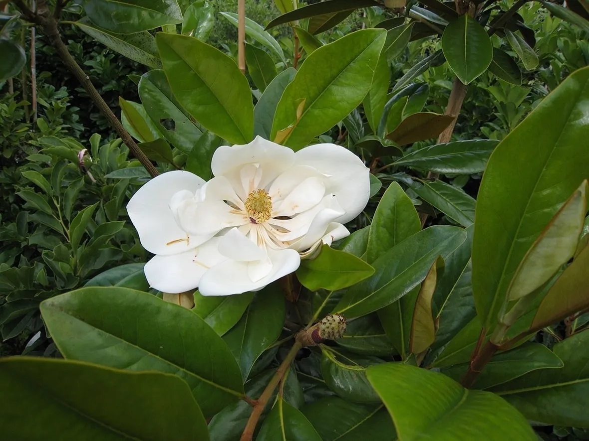Magnolia gradiflora sempreverde