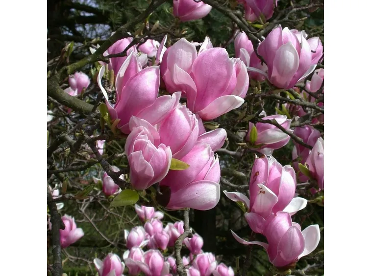 Magnolia