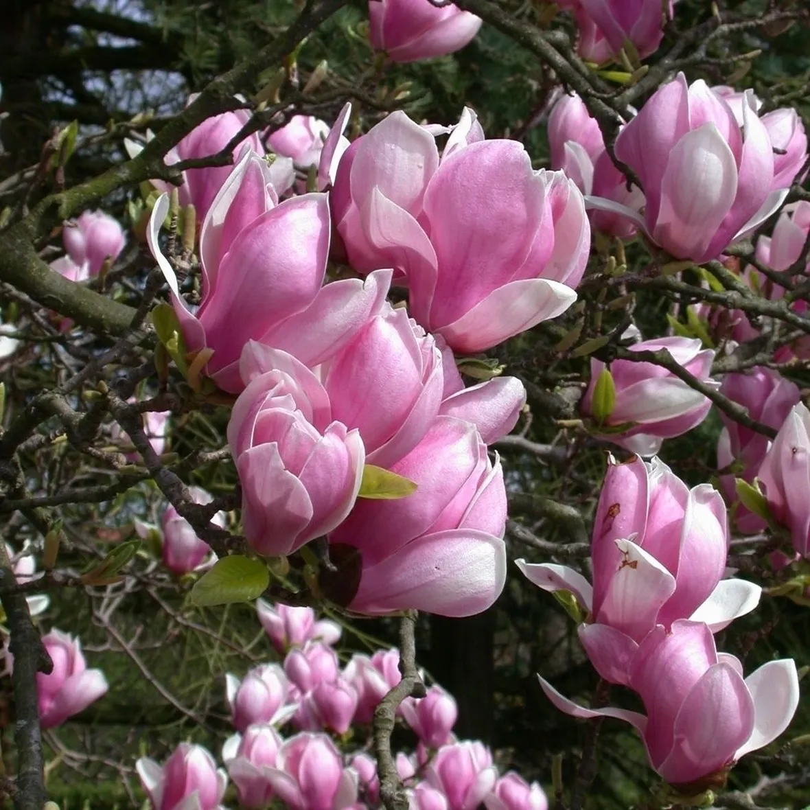 Magnolia