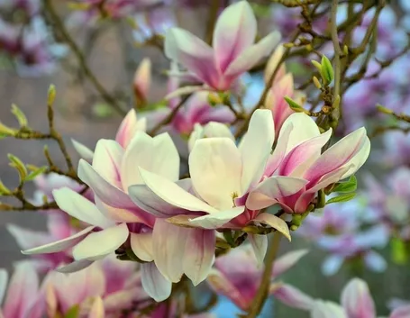 magnolia grandiflora