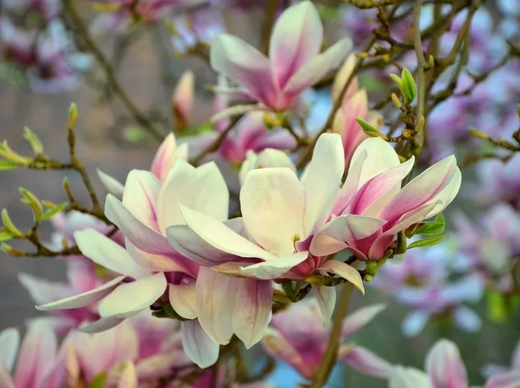 magnolia grandiflora