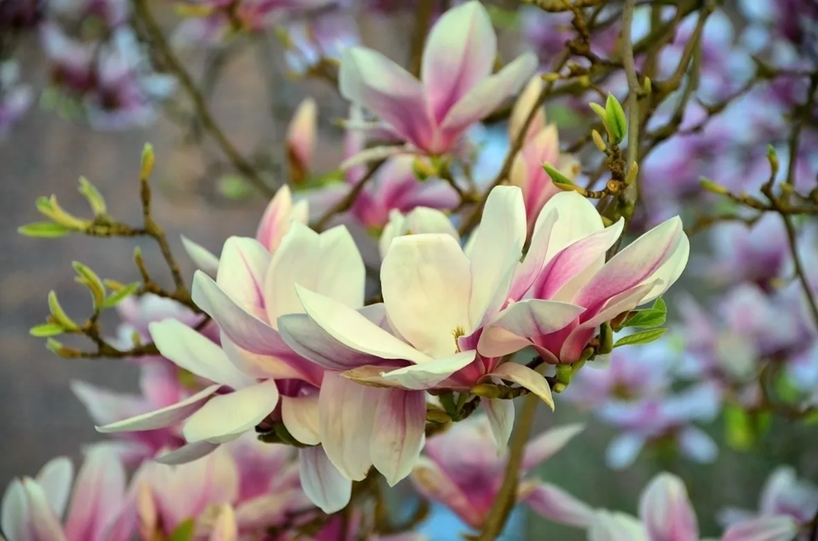 magnolia grandiflora