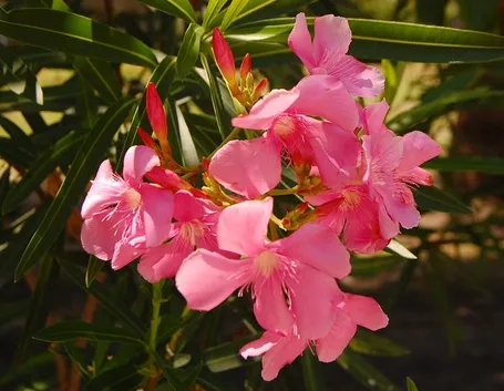 Nerium Oleander