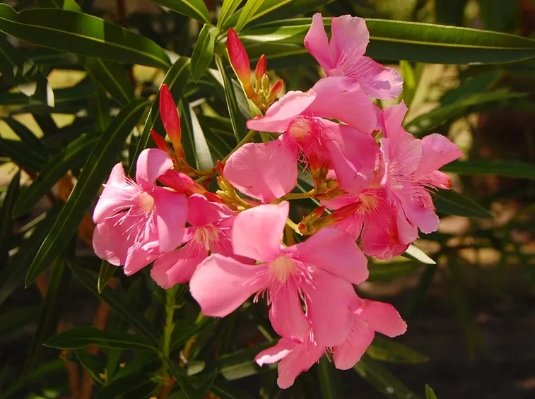 Nerium Oleander