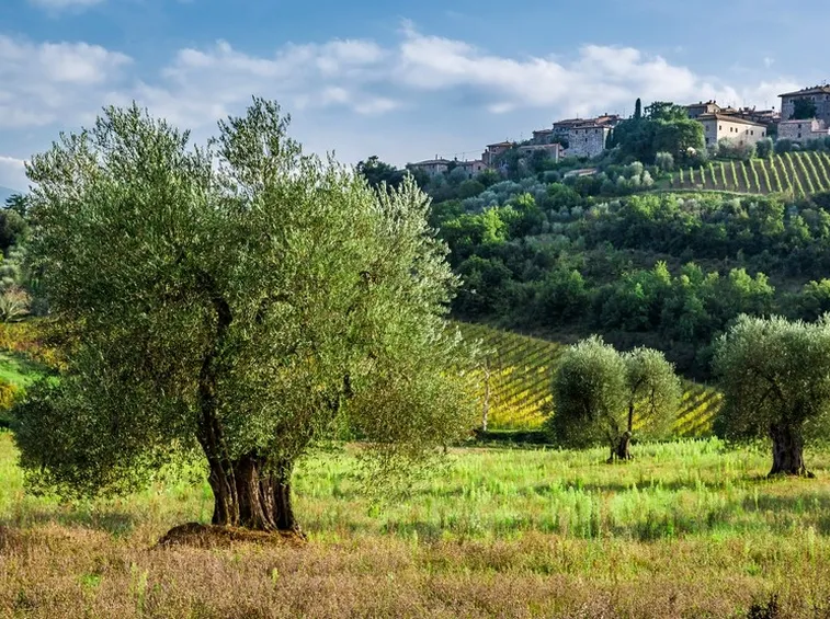 ulivo