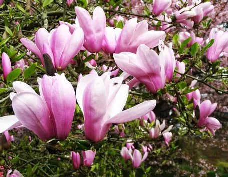 magnolia
