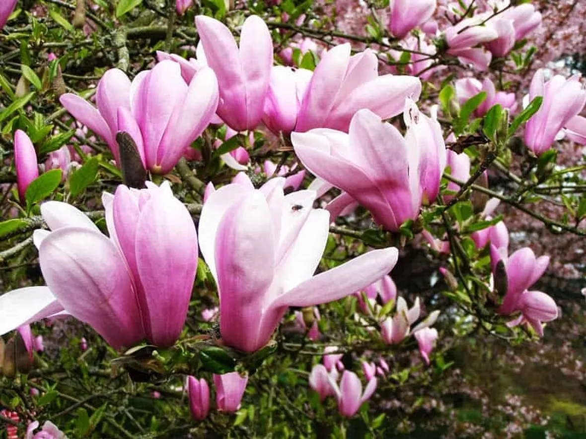 magnolia