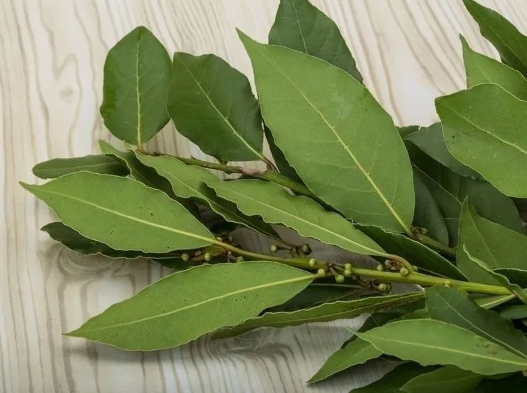 Riproduzione e conservazione dell'alloro