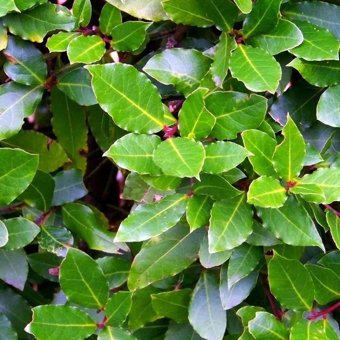 alloro
