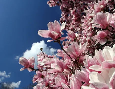 magnolia
