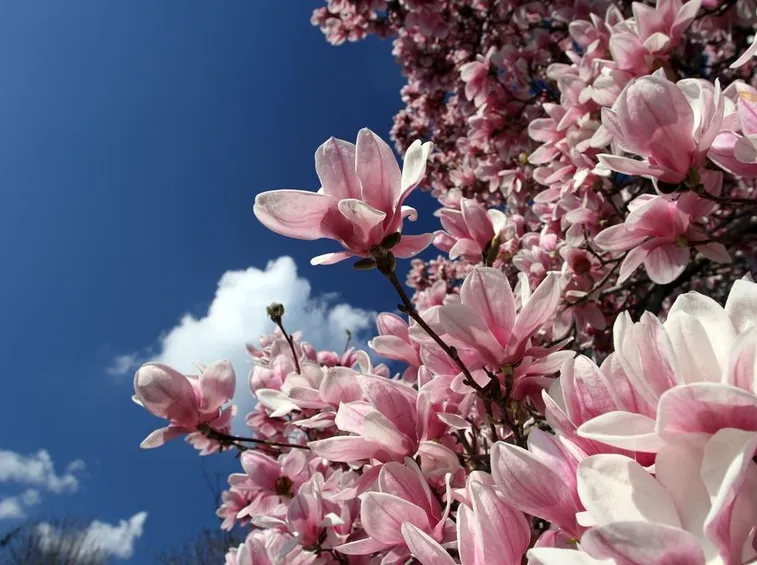 magnolia