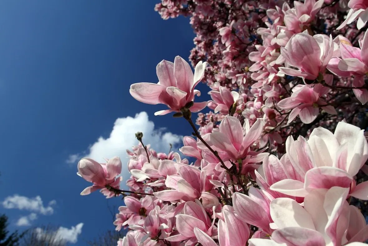magnolia