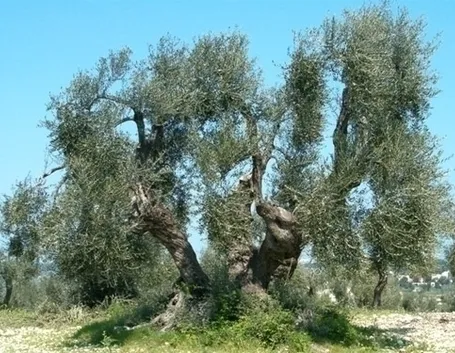 Domanda: Potatura ulivo 