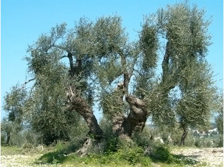 Domanda: Potatura ulivo 