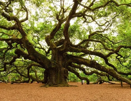quercia