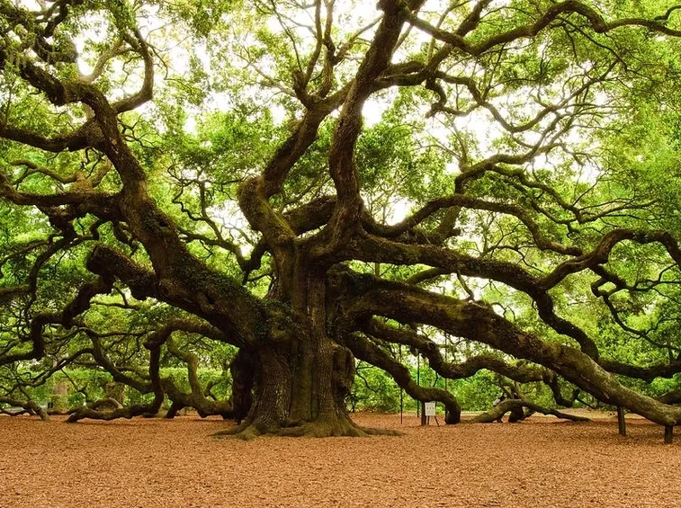 quercia