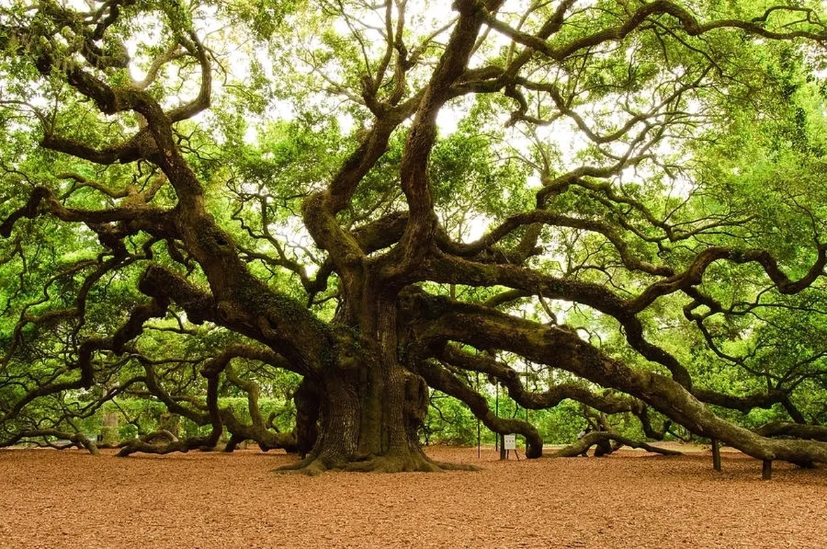 quercia