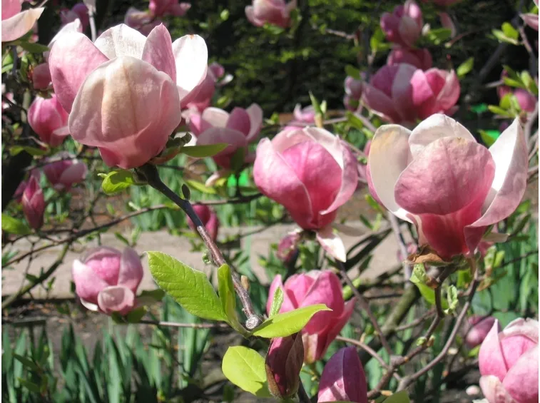 magnolia