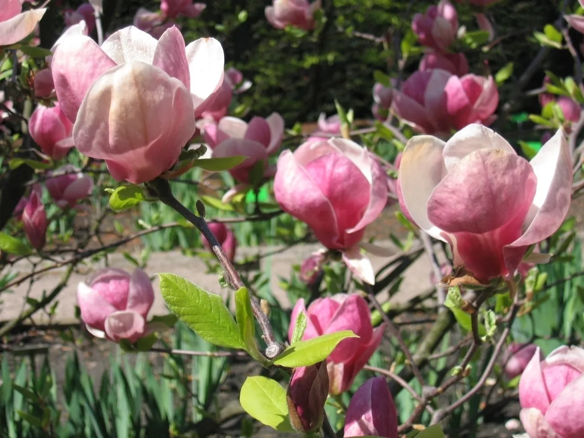 magnolia