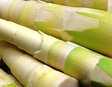 germogli bambù