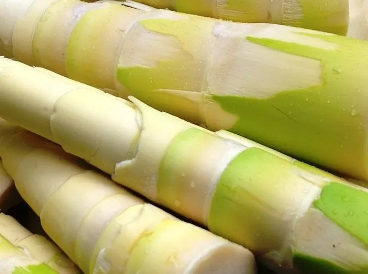 germogli bambù