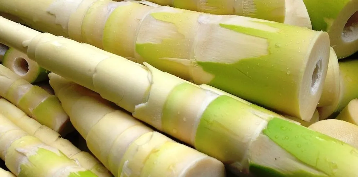 germogli bambù