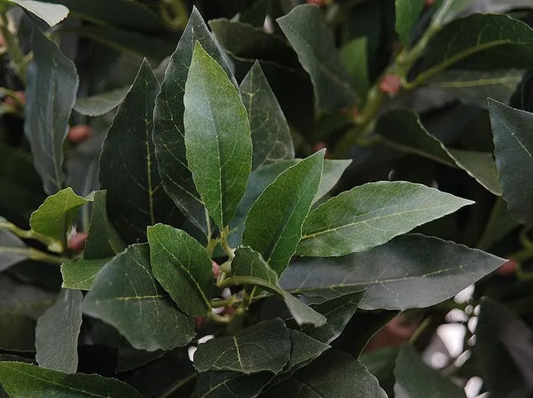 alloro
