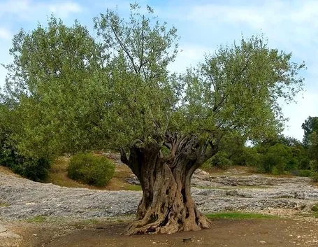 ulivo