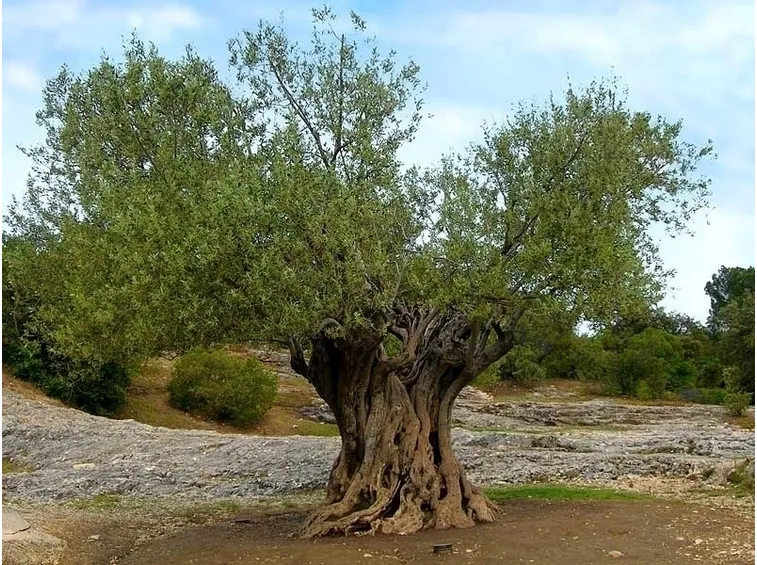 ulivo