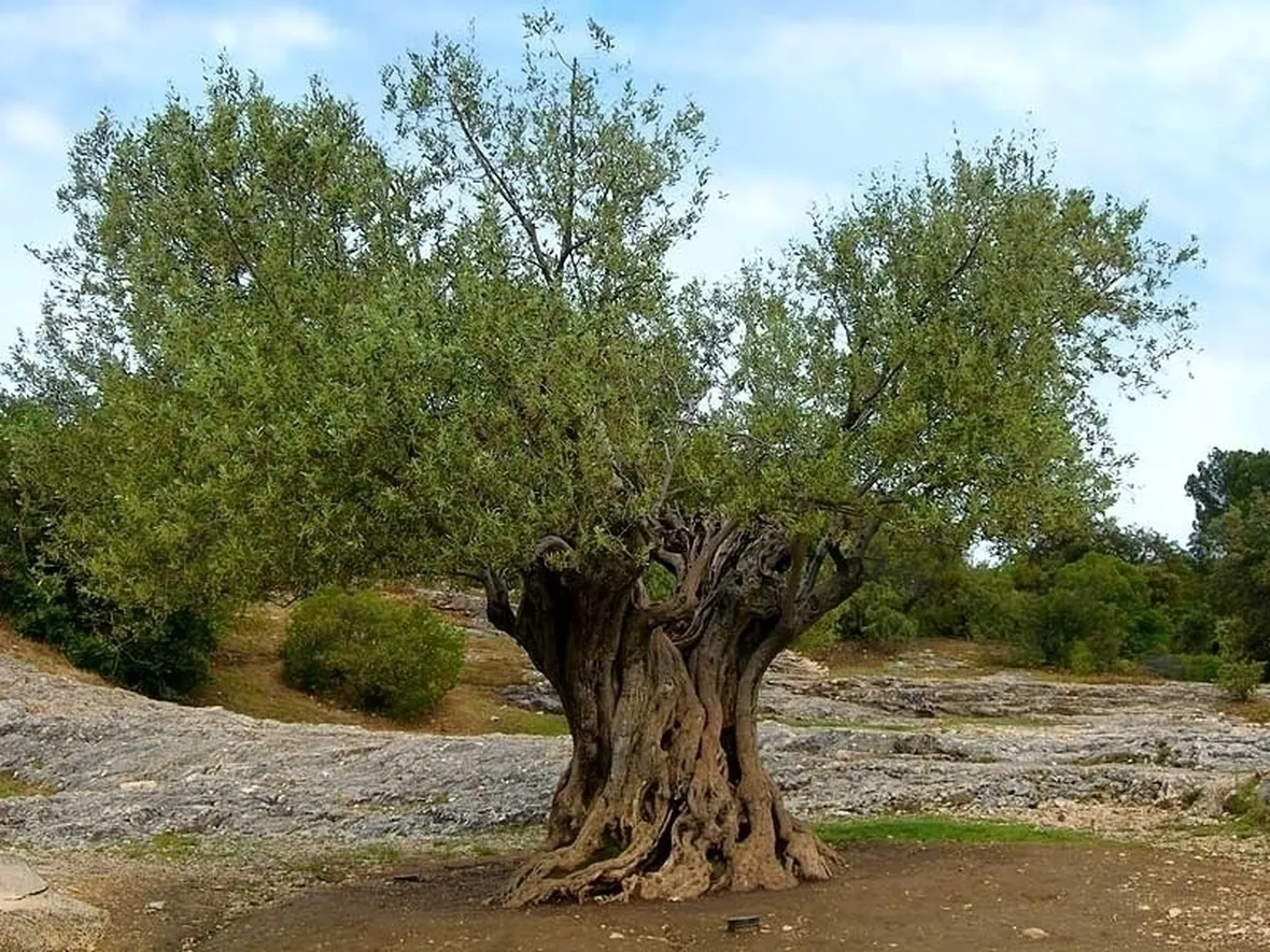 ulivo