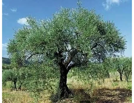 Domanda: ulivo sofferente
