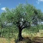 Domanda: ulivo sofferente