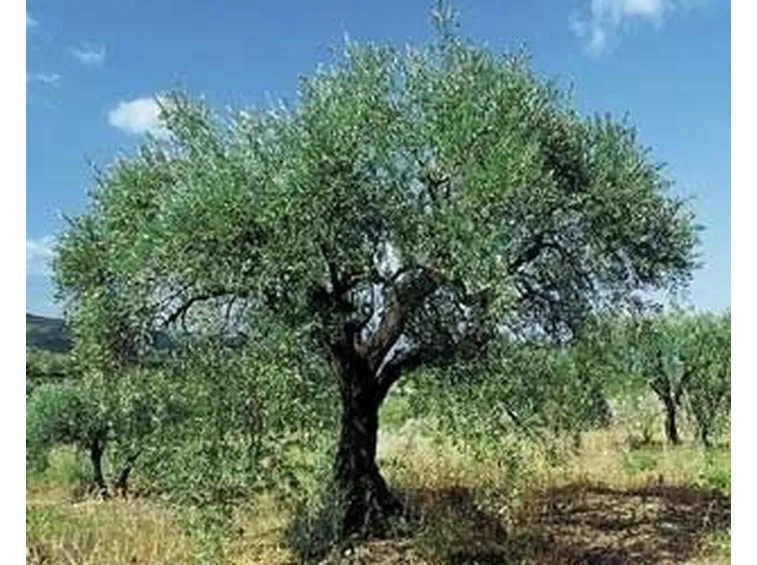 Domanda: ulivo sofferente