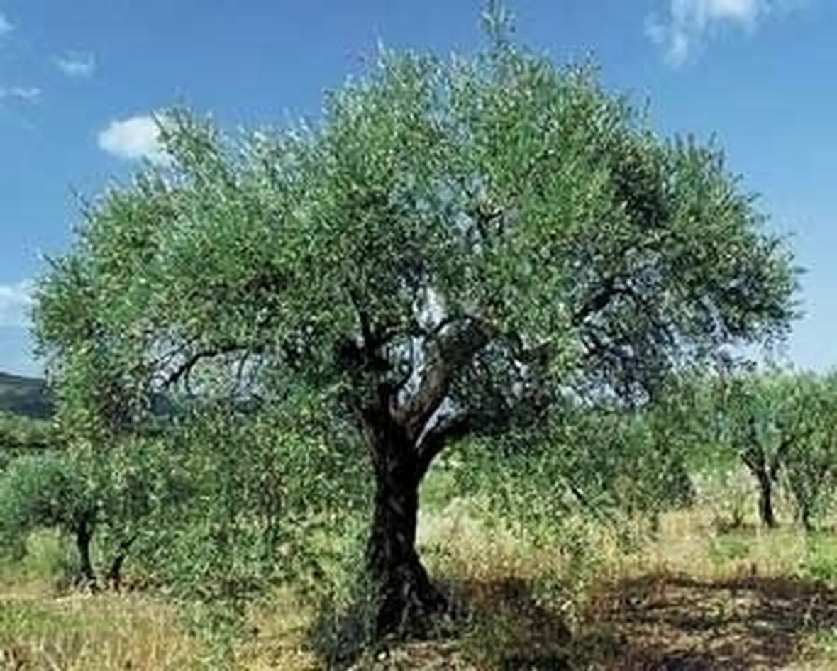 Domanda: ulivo sofferente