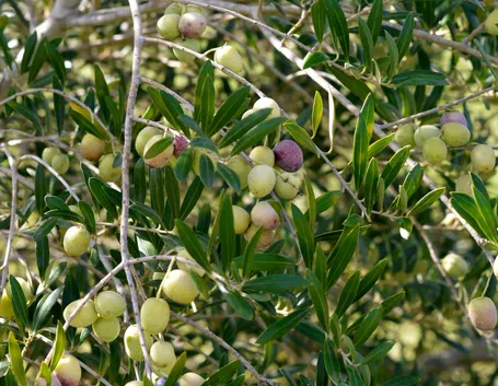 Ulivo
