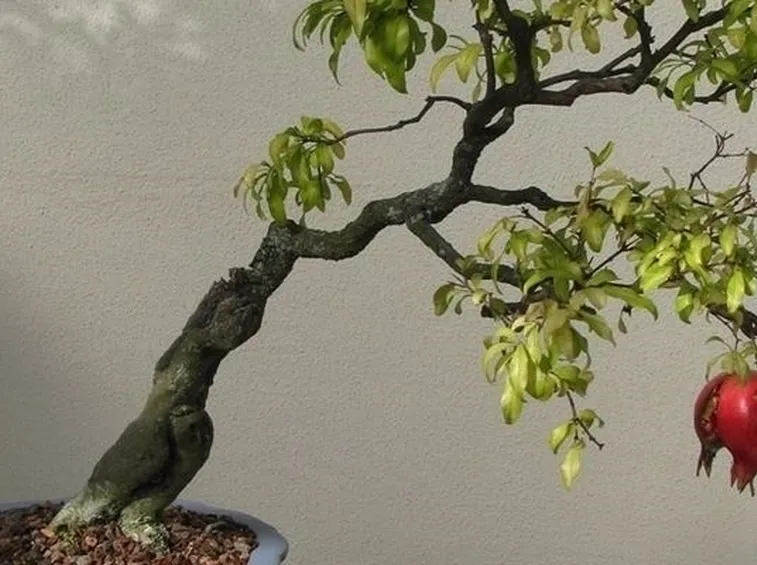 Il bonsai melograno: fiori rossi e rami rigidi
