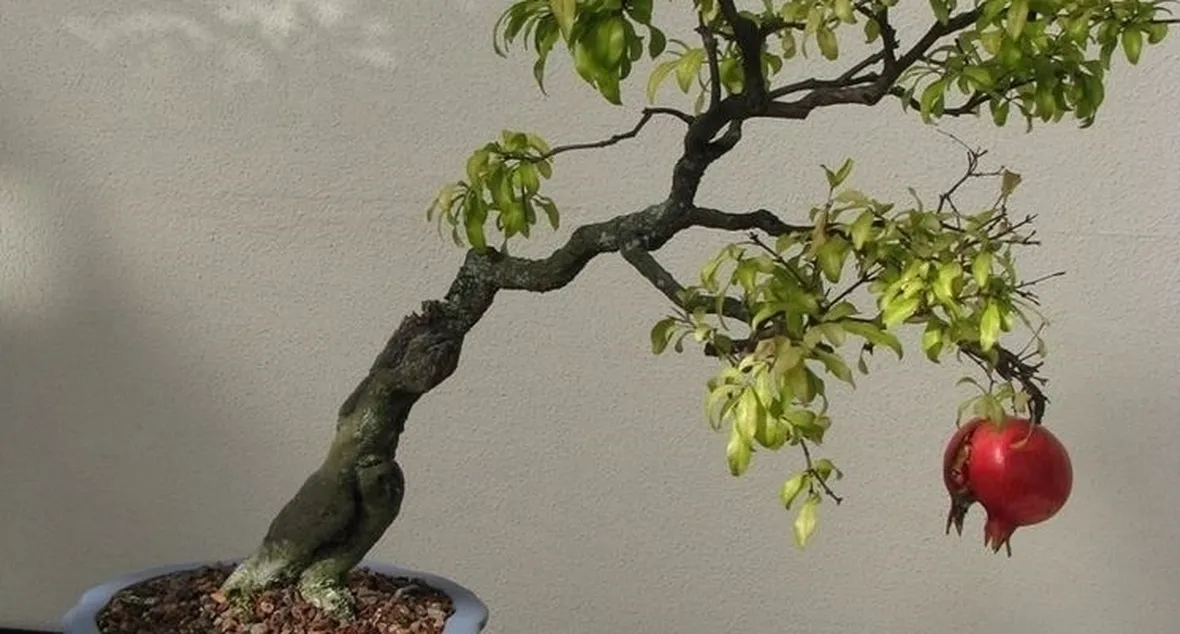 Il bonsai melograno: fiori rossi e rami rigidi