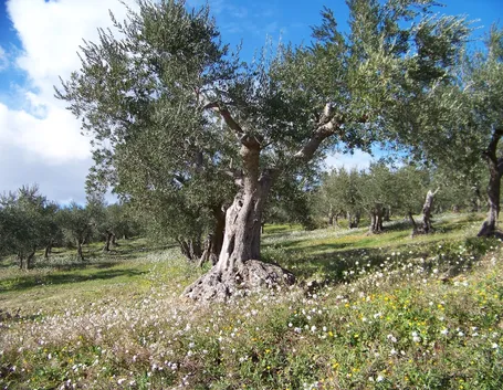L’Olive (Ulivo) in natura