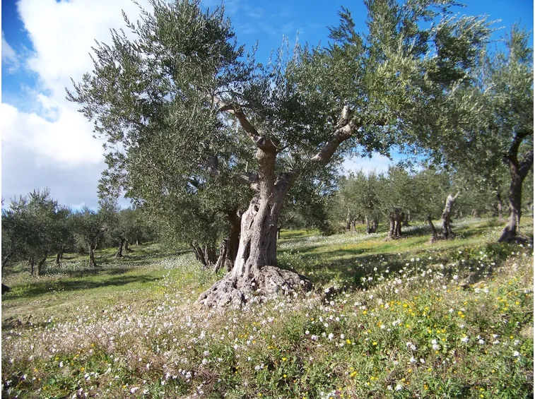 L’Olive (Ulivo) in natura