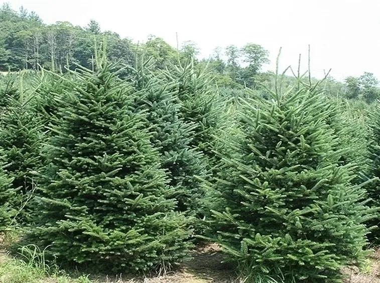 L'abete di Natale