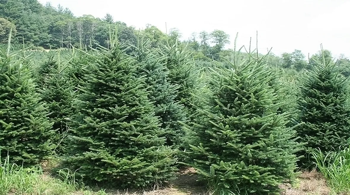 L'abete di Natale