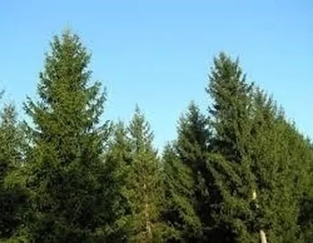L’abete sintetico