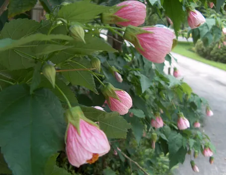 L'acero da fiore in casa