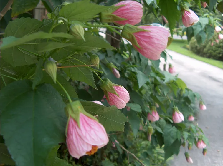 L'acero da fiore in casa