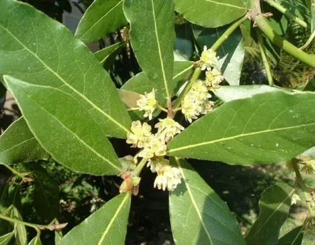 L’alloro come pianta aromatica