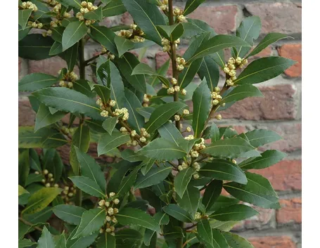 L'alloro in cucina