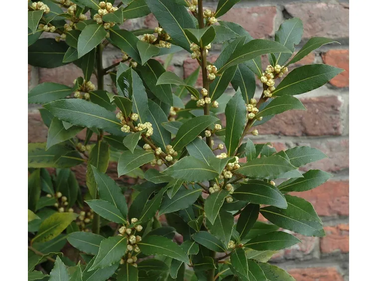 L'alloro in cucina