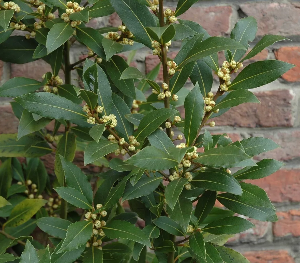 L'alloro in cucina
