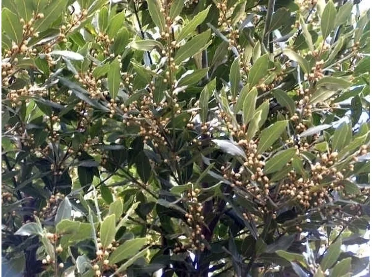 L'alloro in cuncina